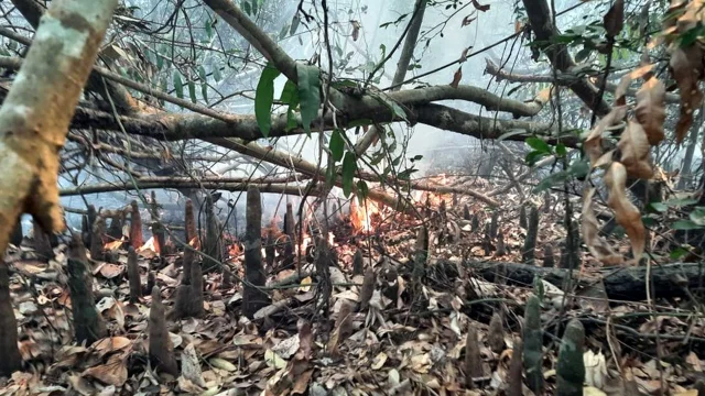 Sundarban-fire2